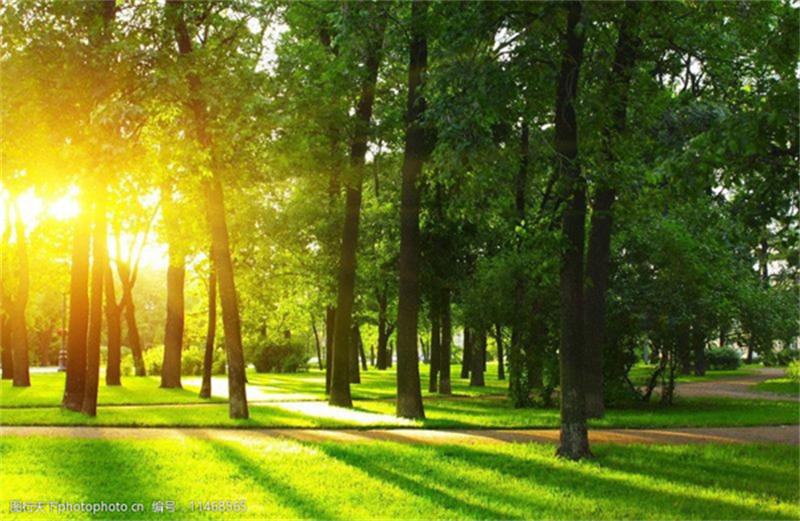 6054682b86558.jpg shulinyangguangmeijingtupian-11468565_3.jpg