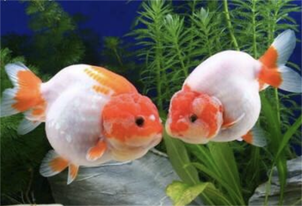 61c7c8d67bf01.png WechatIMG74副本.png