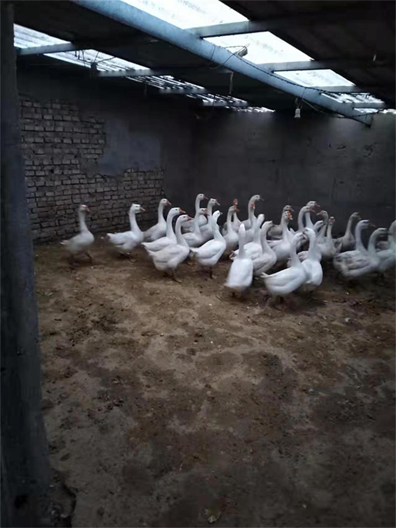 621f89254eb03.jpg WechatIMG361.jpg