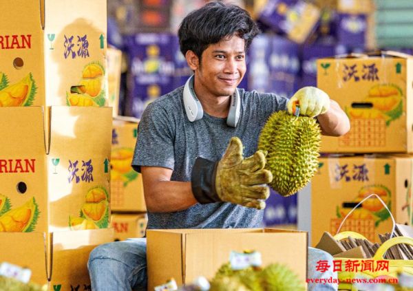 从泰国果园到中国市场 一颗榴莲的“北上之