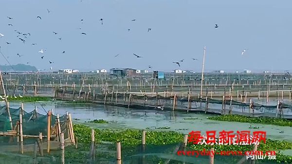 阳澄湖 风雨后的中秋画卷