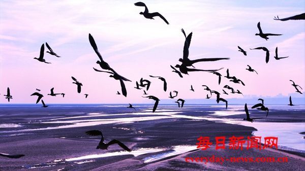 万荣：黄河岸边生态美 候鸟翔集舞翩跹