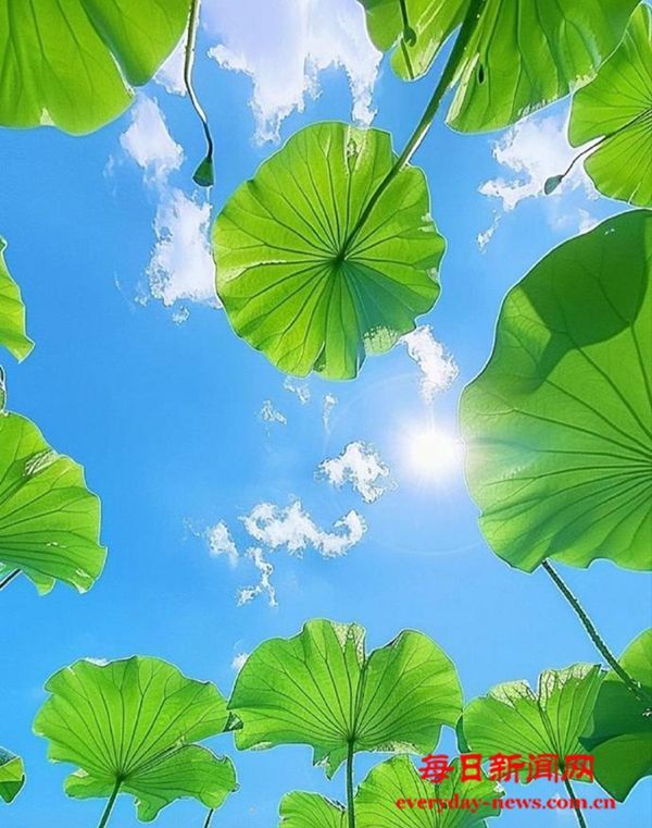 广东英德：把绿色带回家，把12355记在