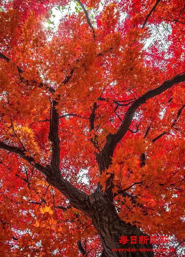 视频：亿缕阳光丨走！去庙会吧