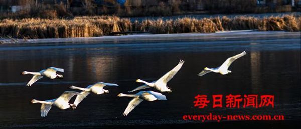 天鹅伴我过大年