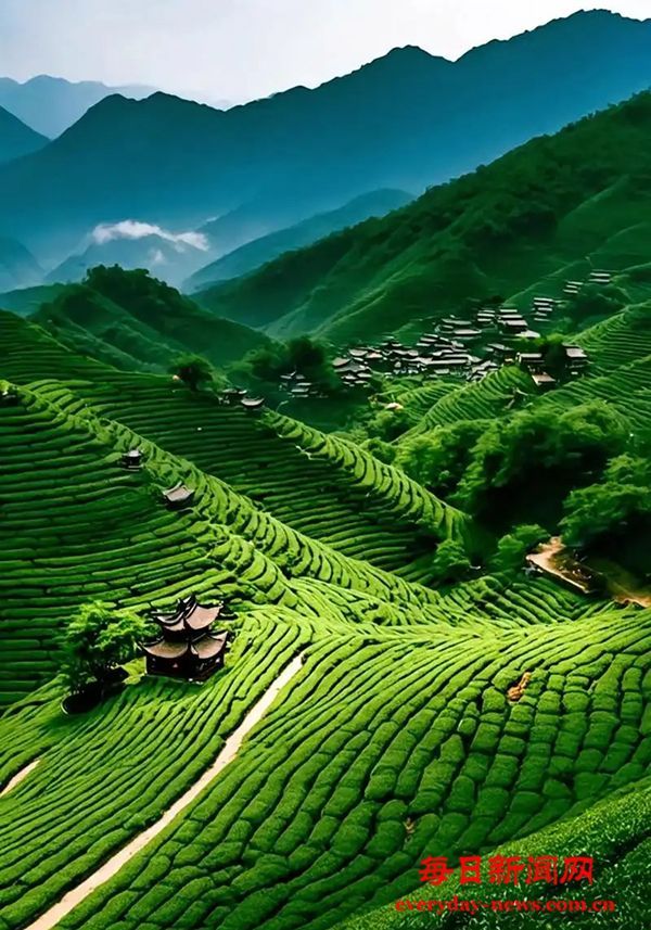 一片茶叶两份收入，浙江梓桐夏秋茶带来好“