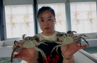 唯有运河活水来|解读仰化镇“六月黄”金螯