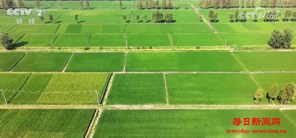 “一喷多促”、实地查看“开”方案……“握