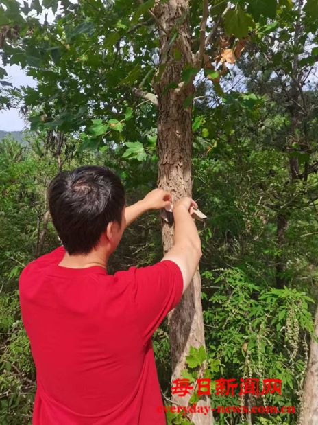 烟台市福山区林业局双举“天敌军团” 生物