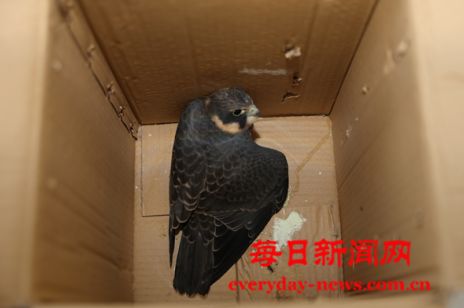 烟台高新区国家二级保护动物获救记