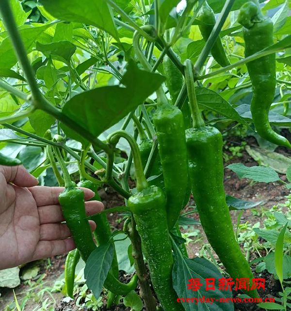 WechatIMG3103.jpg WechatIMG3103.jpg