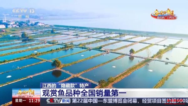 日销20万金鱼变“锦鲤” 江西还有这些“