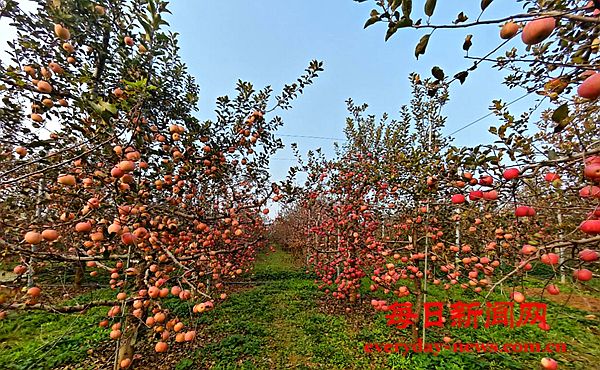 霜降到，苹果俏