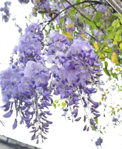 “紫韵繁花·润心育行”湖北省石首市实验小