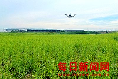 四十年 一株柴胡的运城蝶变
